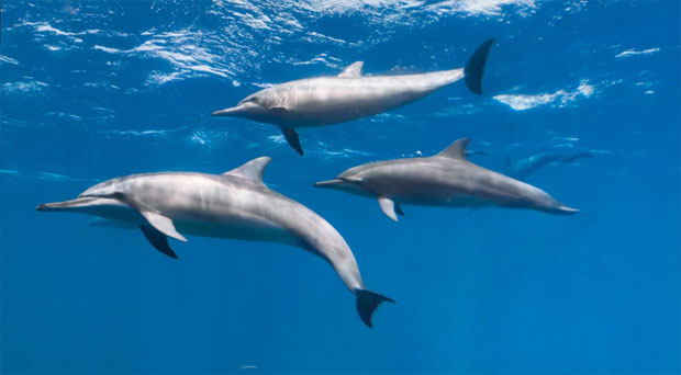 delfines