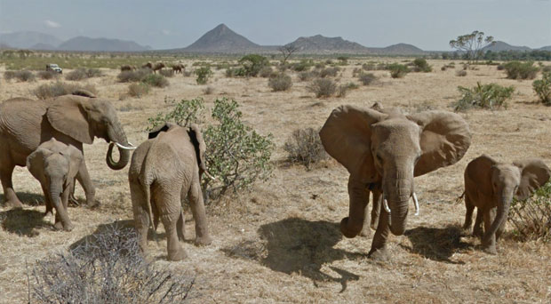 elefantes de Street View
