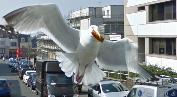 gaviota contra la camara de Street View