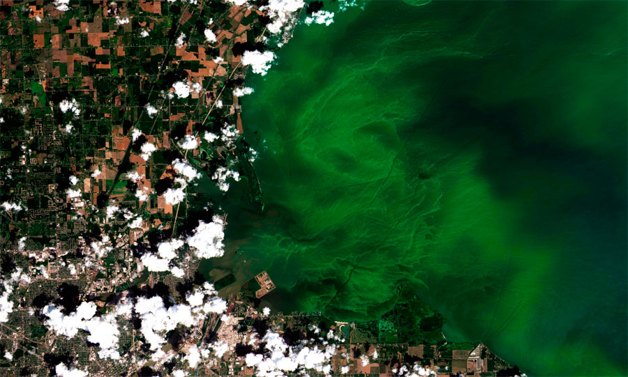 Proliferación de algas marinas y estudio con teledetección