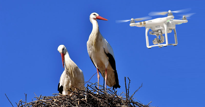 Aves y cartografía de zonas peligrosas para drones