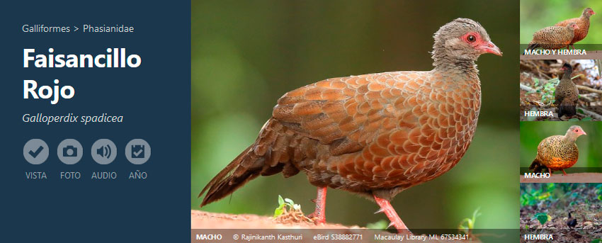 Fichas de distribución de aves