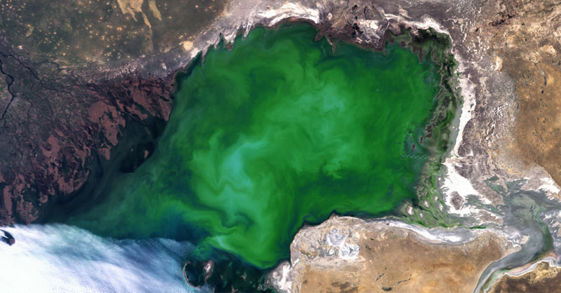 En busca de los bloom algae en las imágenes satélite