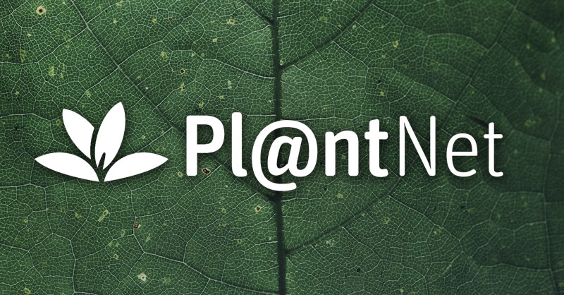 Pl@ntNet: distribución de flora por ciencia ciudadana